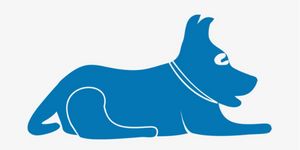 Blue Lacy SEO