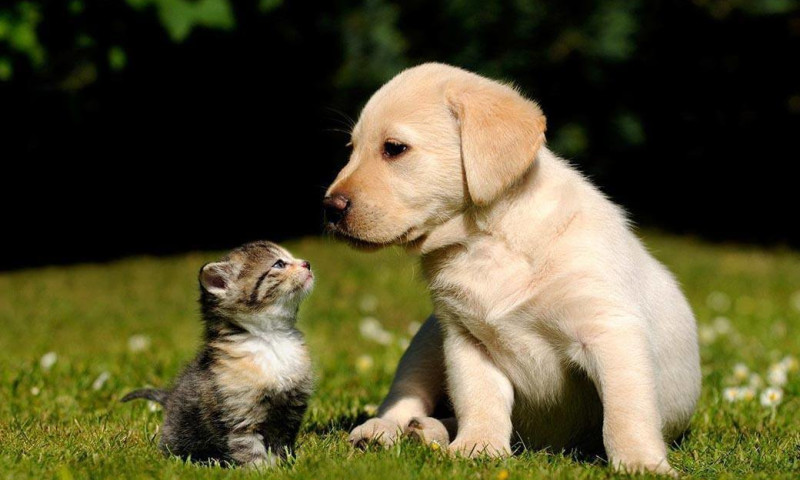 BLUE CORONA IMPROVES LOCAL VETERINARIAN FACEBOOK CAMPAIGN BY OVER 200%