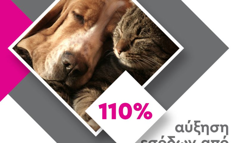 PetShop88 Google Ads Strategy