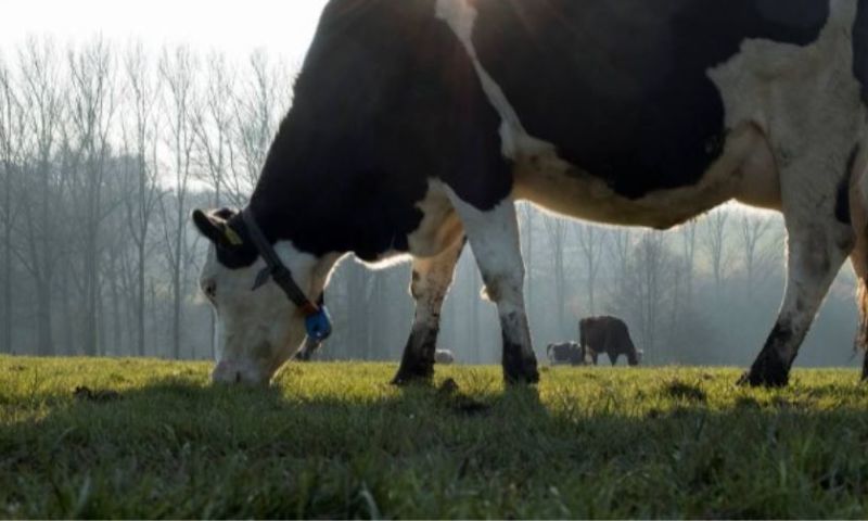 Seaweed in healthy livestock farming
