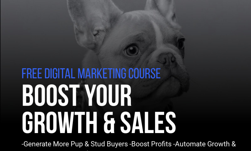 Kennel Boost Brand Development