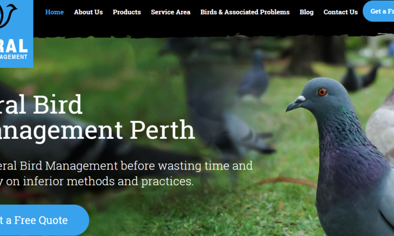 Feral Bird Management