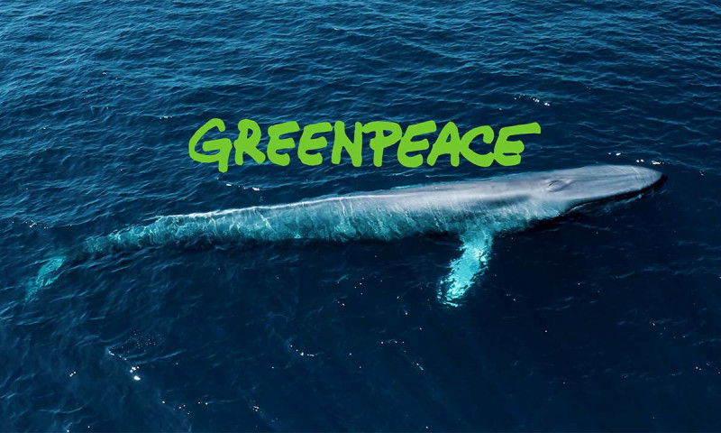 Blue Whales with Greenpeace