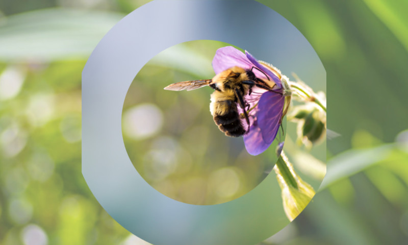 Bumblebee Conservation Trust