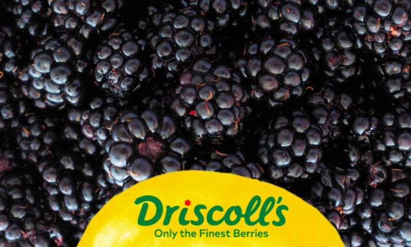 Driscoll's Sweet Tribute - Brand Activation