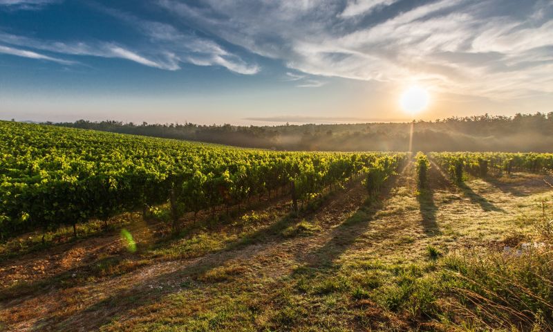 WordPress Web Design for Wine distributor company