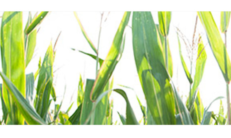 Lone Star Ag Credit