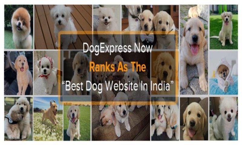 Dogexpress