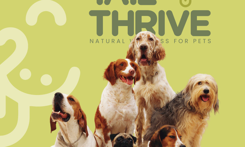 Pet Store Branding