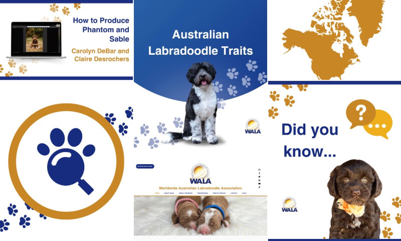 Rebranding the World's Leading Australian Labradoodle Association