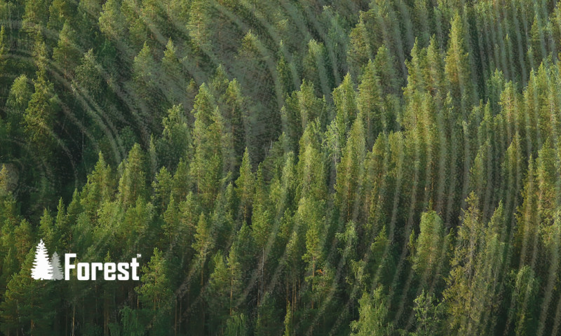 A Modern Take on Financial Services Web Design: Forest Systems