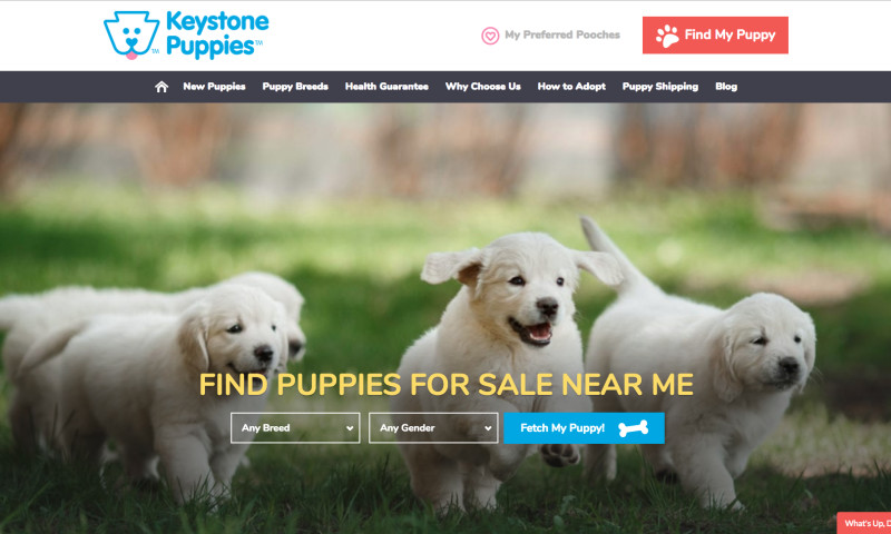 Keystone Puppies Website