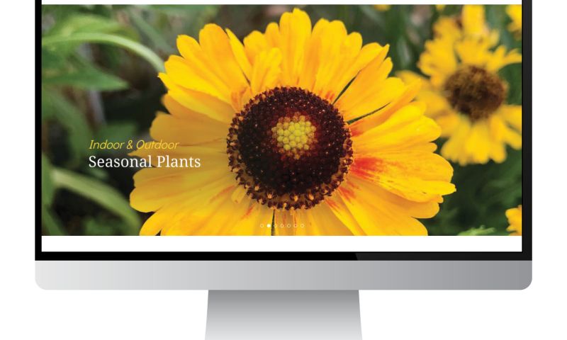 Website Design
