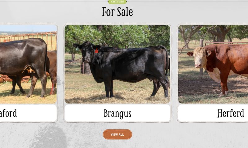 GrahamBelle Cattle Co