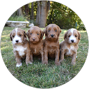 Brasken Labradoodles