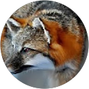 GrayFox Electronics LLC