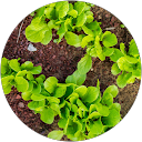 Nachum Lamour - Fridman