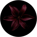 Michelle Aguilar-Romero