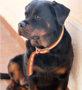 Xira